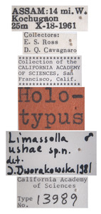 Limassolla ushae image