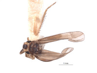 Image of Salka sinica