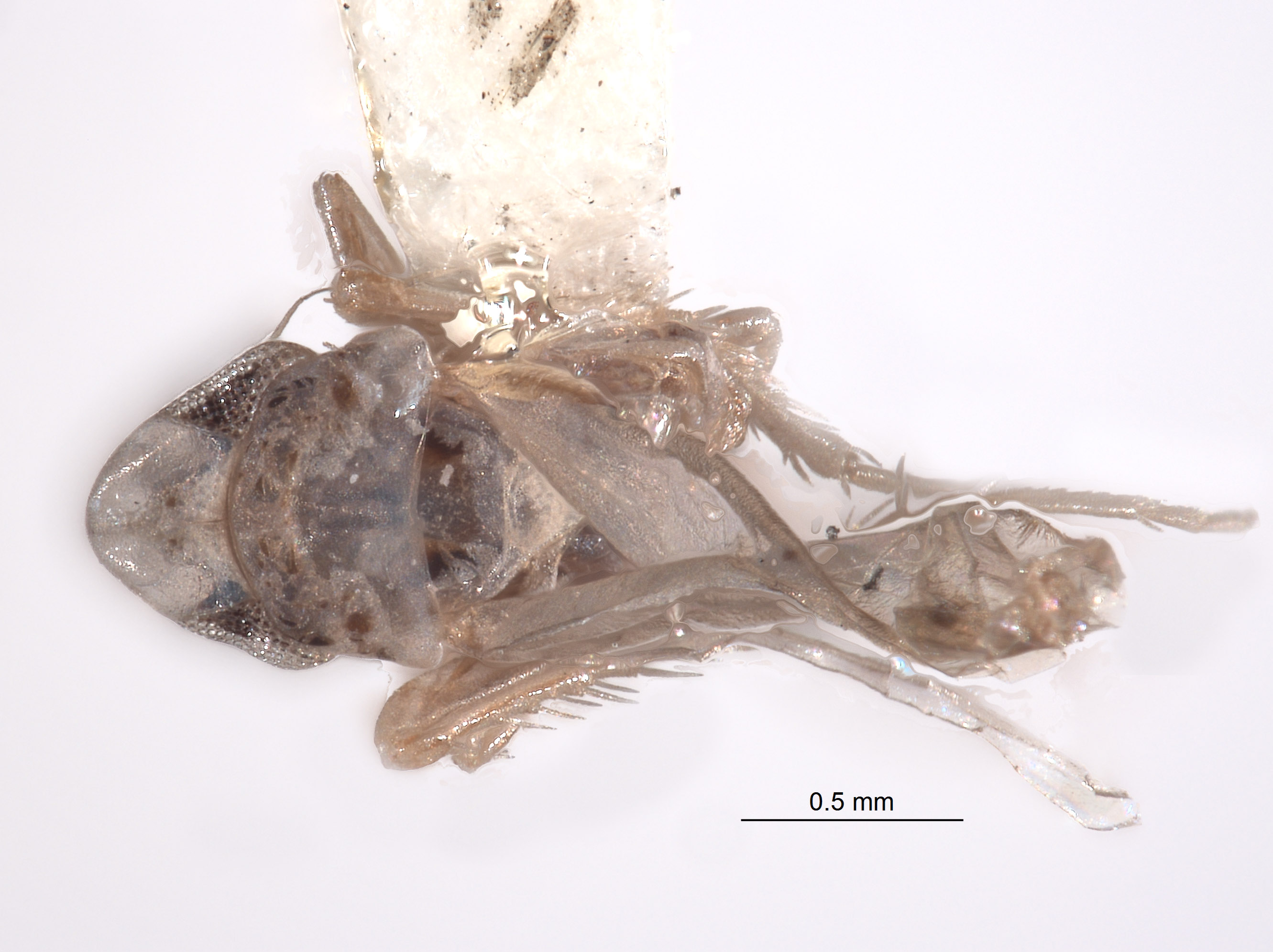 Tautoneura mukla image