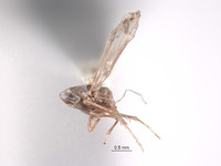 Tautoneura mukla image