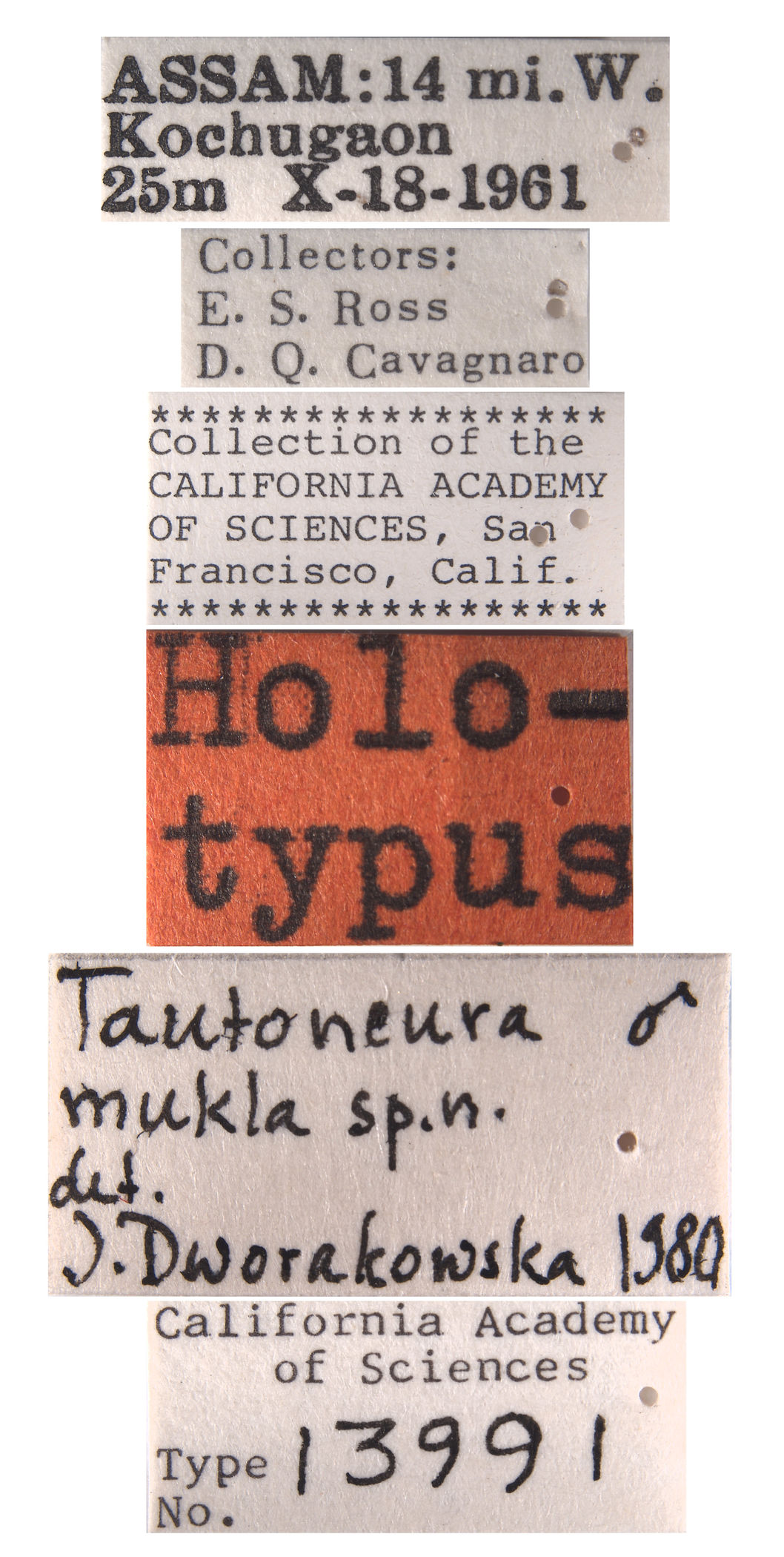 Tautoneura mukla image