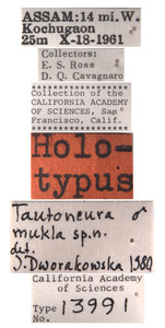 Tautoneura mukla image