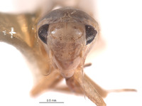 Thaia magellani image