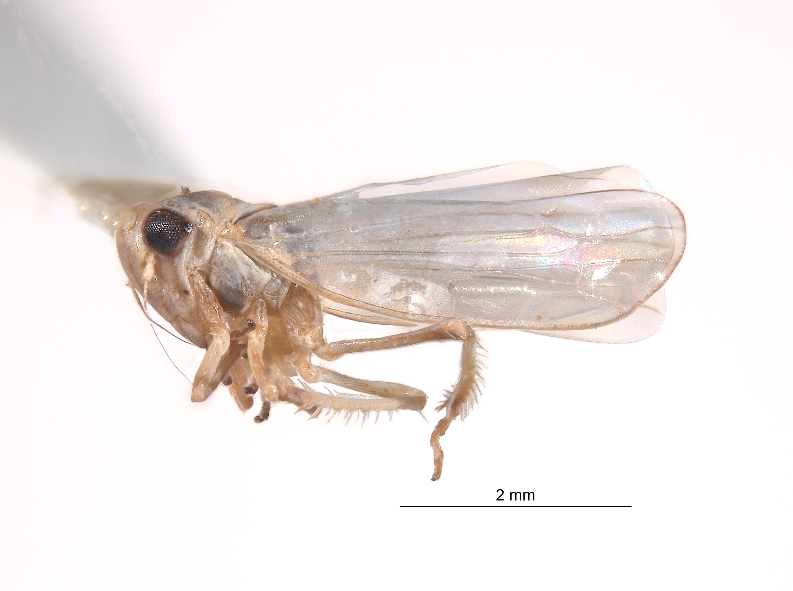 Thaia magellani image