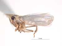 Thaia magellani image