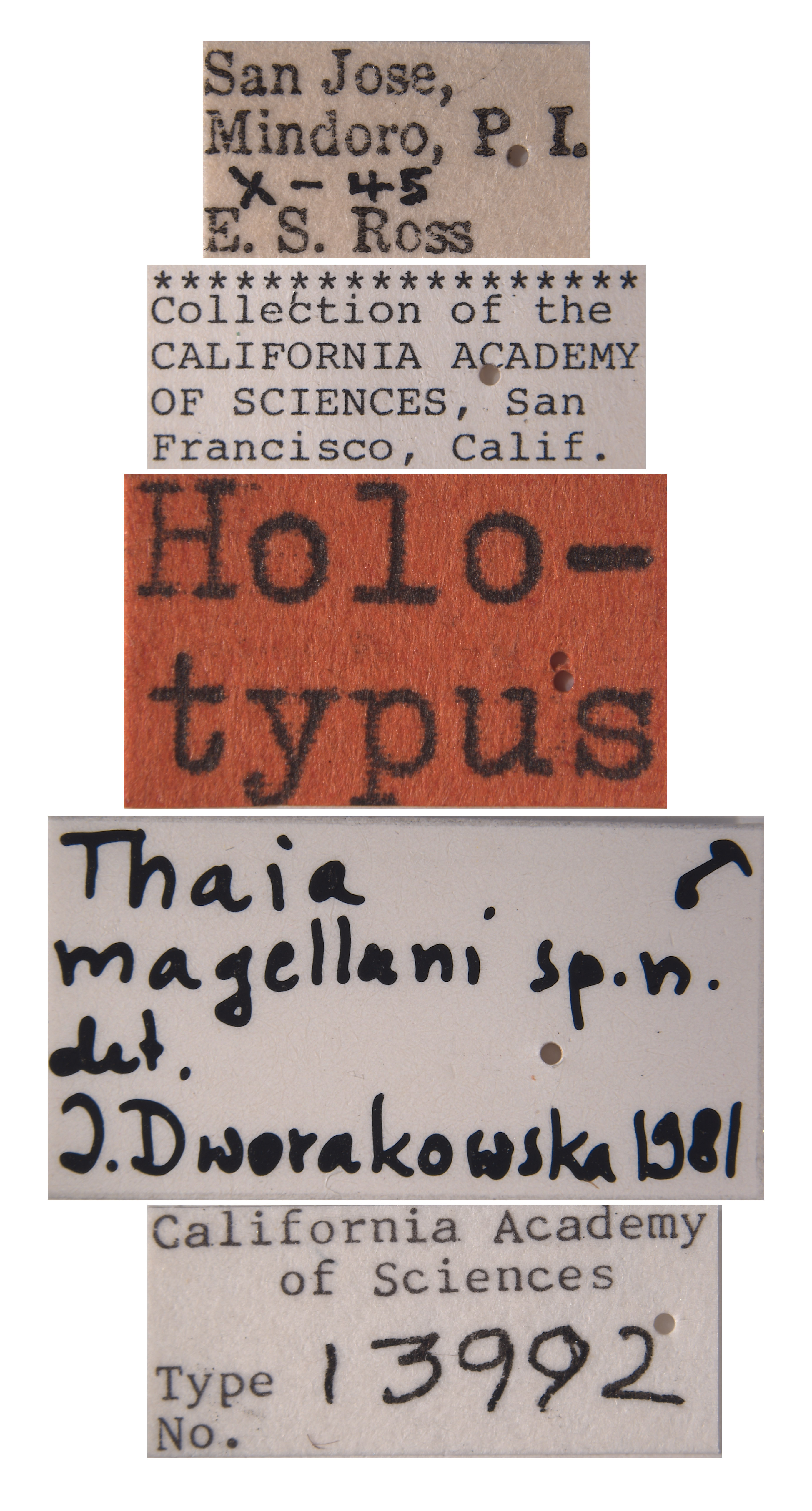 Thaia magellani image