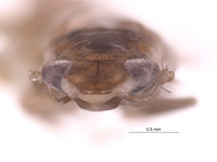 Zyginella maculata image