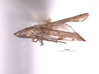 Zyginella maculata image