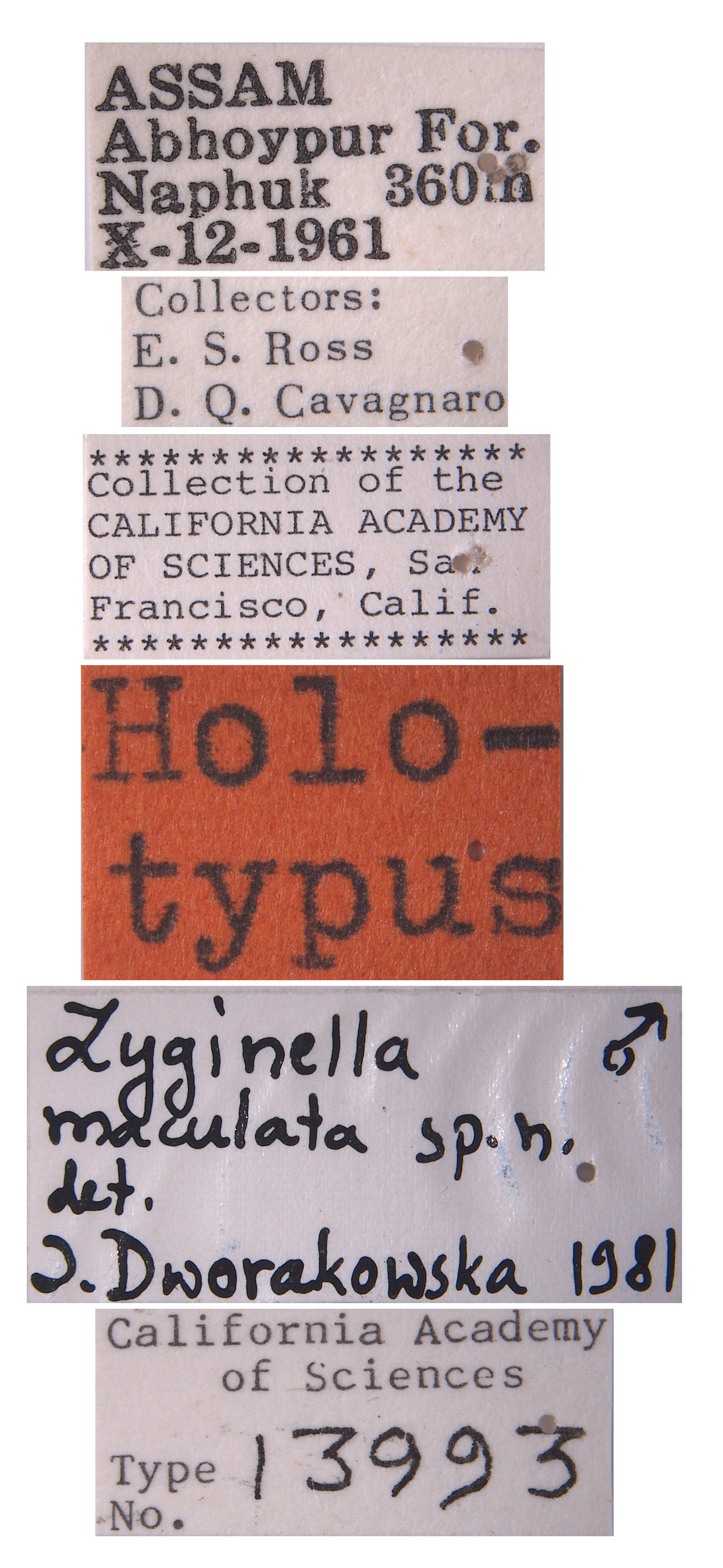 Zyginella maculata image