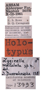 Zyginella maculata image