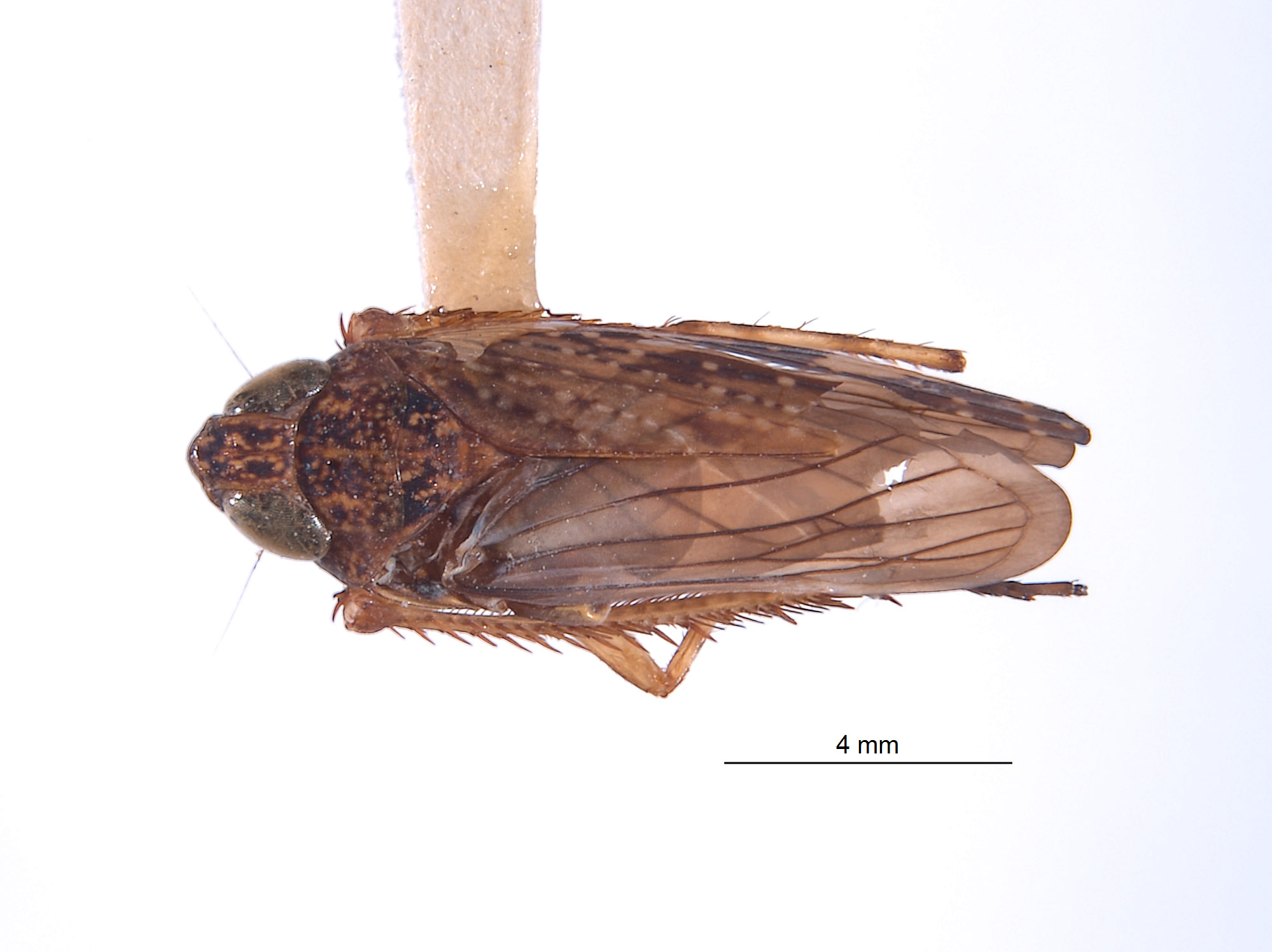 Boliviela delongi image