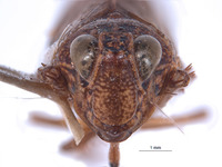 Boliviela delongi image