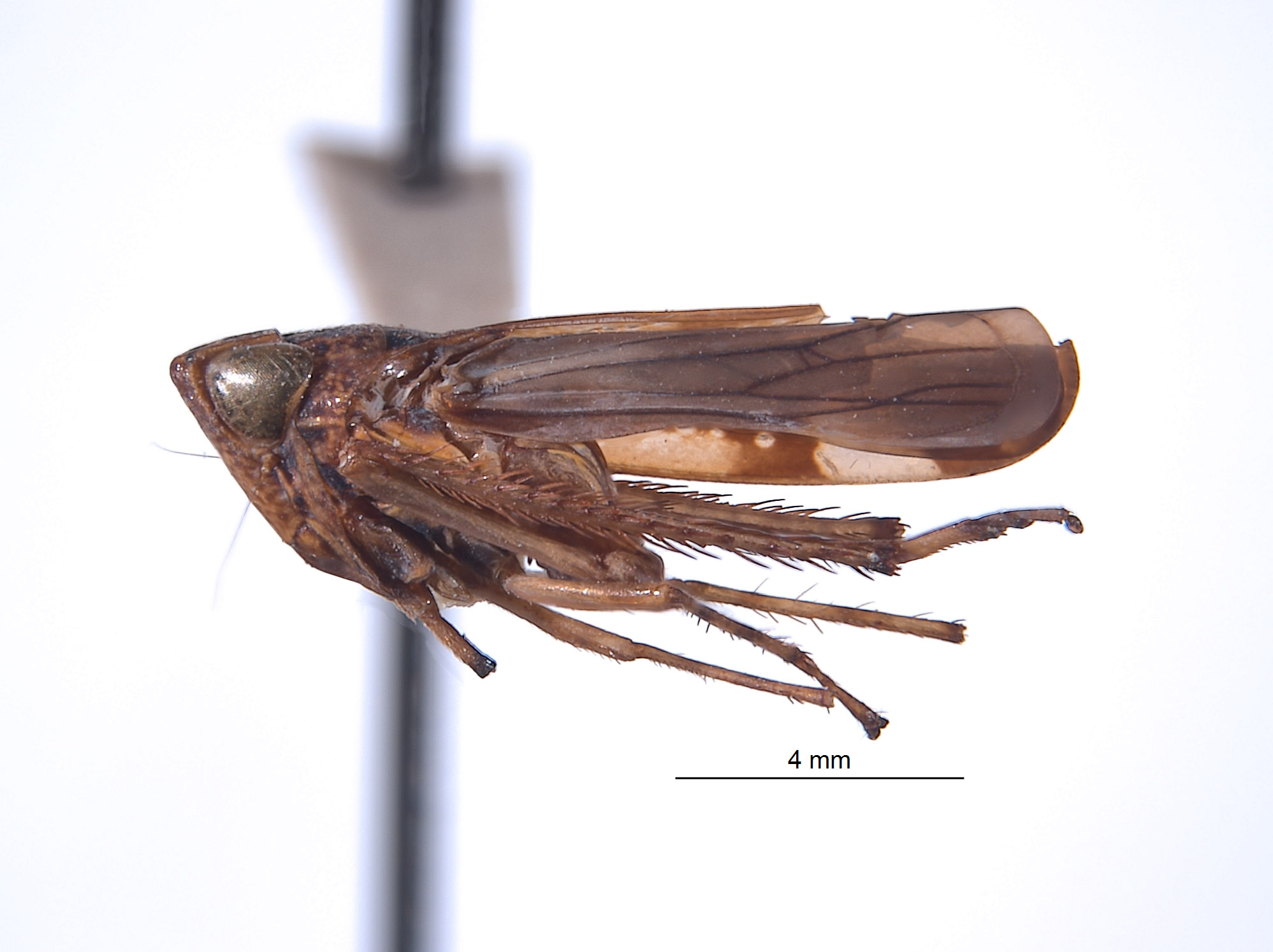 Boliviela delongi image