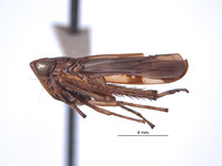 Boliviela delongi image