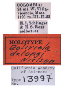 Boliviela delongi image