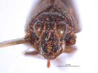 Boliviela linnavuorii image