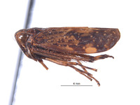 Boliviela linnavuorii image