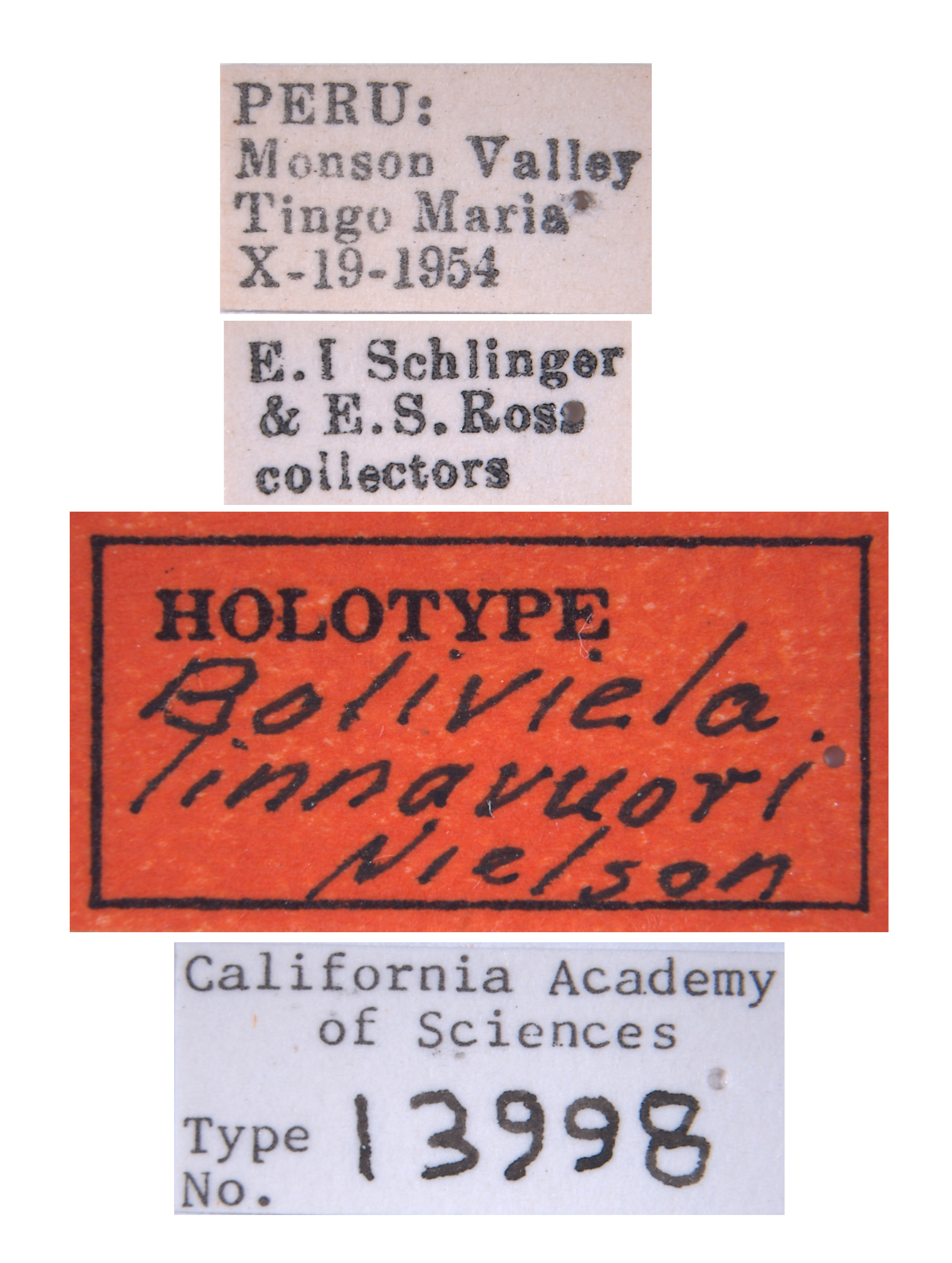 Boliviela linnavuorii image