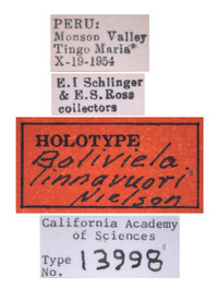 Boliviela linnavuorii image