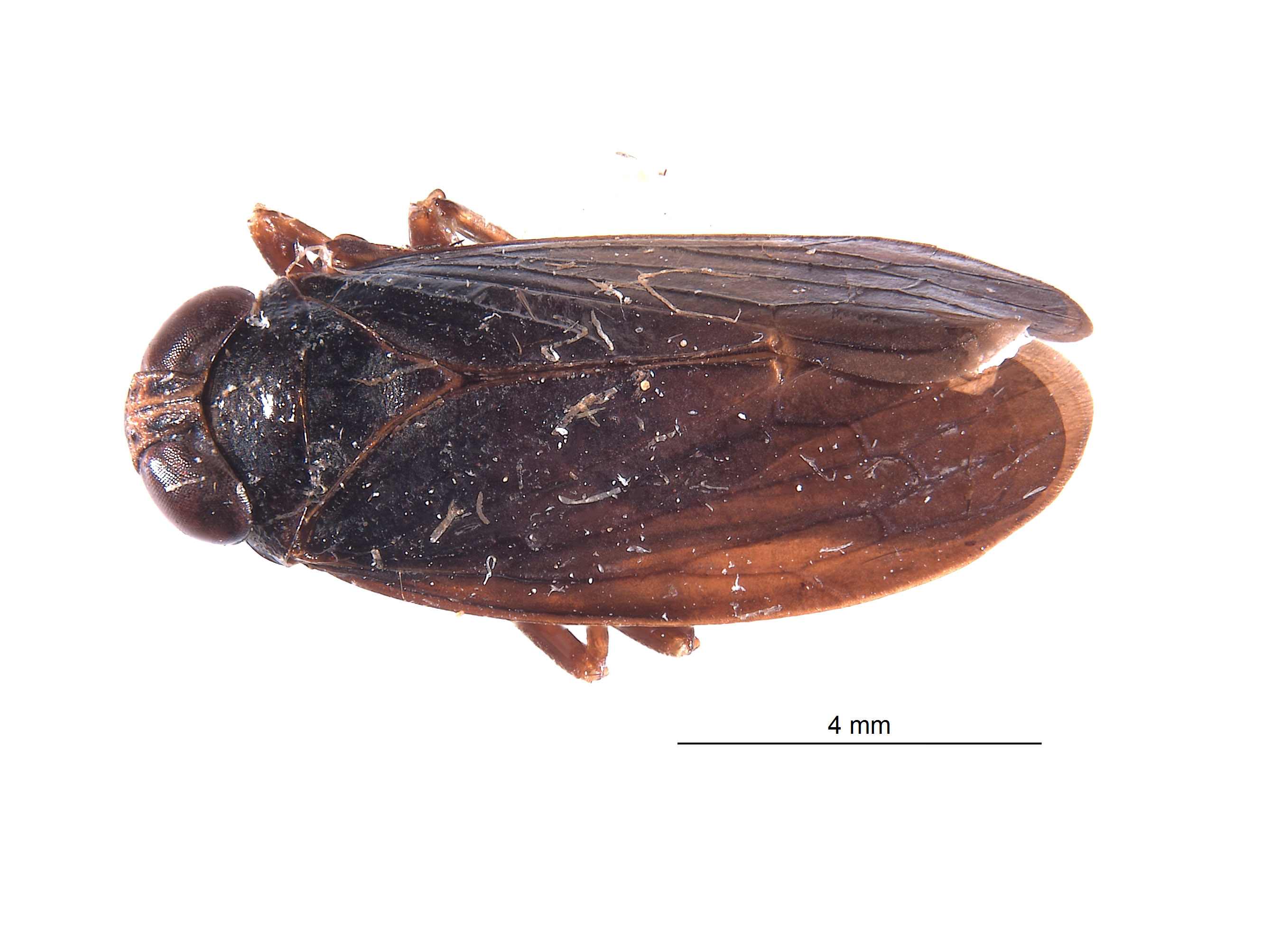 Brasura variabilis image