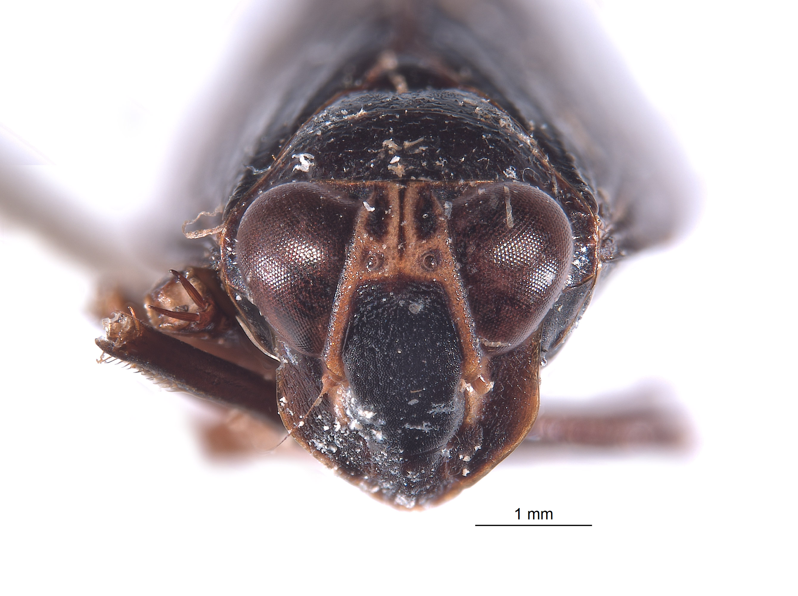 Brasura variabilis image