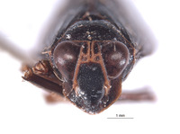 Brasura variabilis image