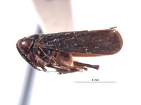 Brasura variabilis image