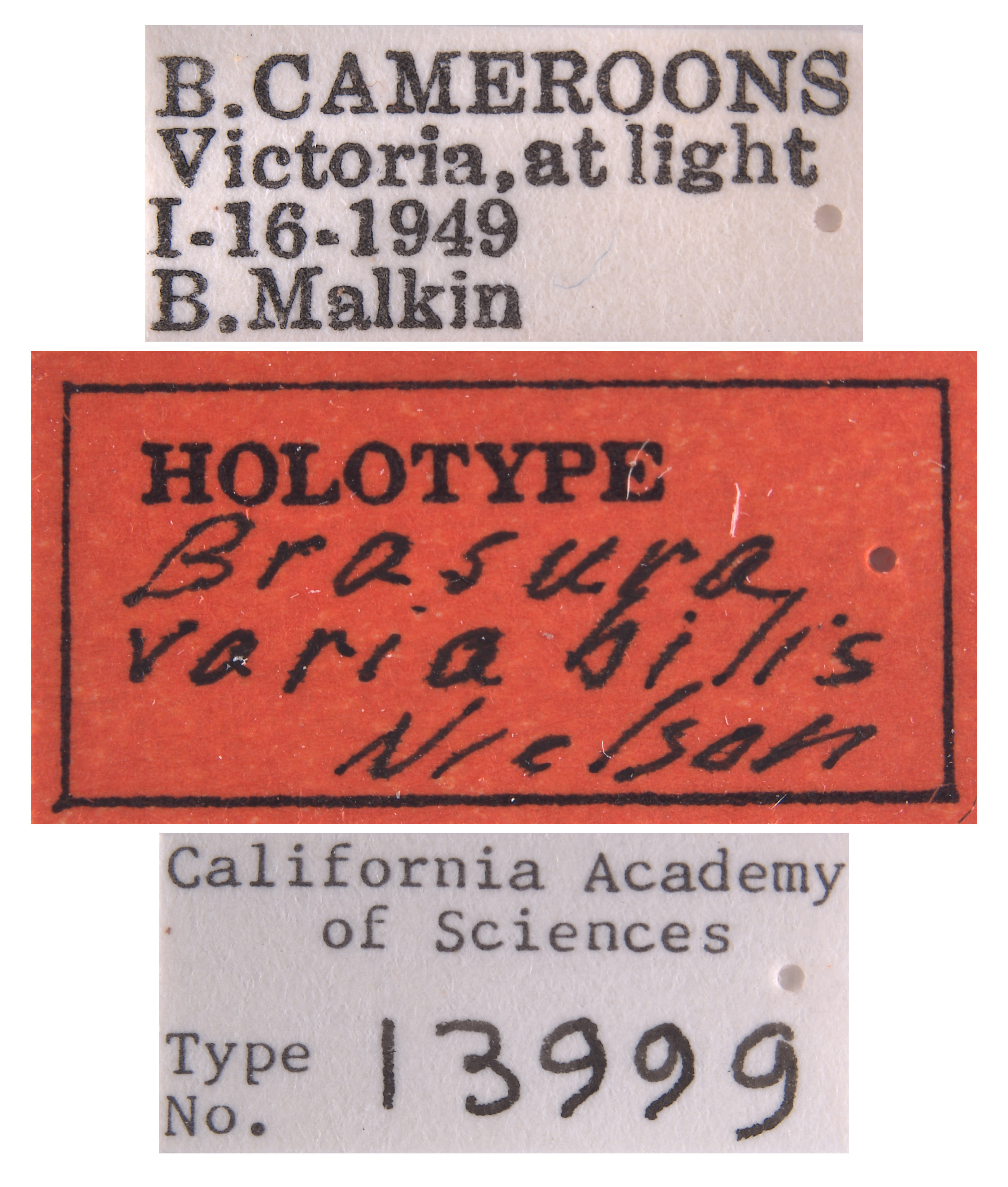 Brasura variabilis image