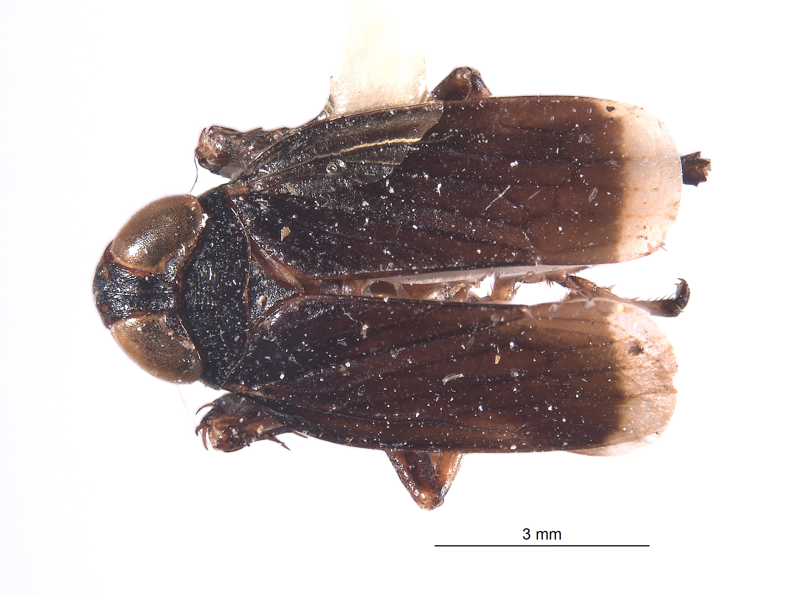 Brevolidia aequalis image