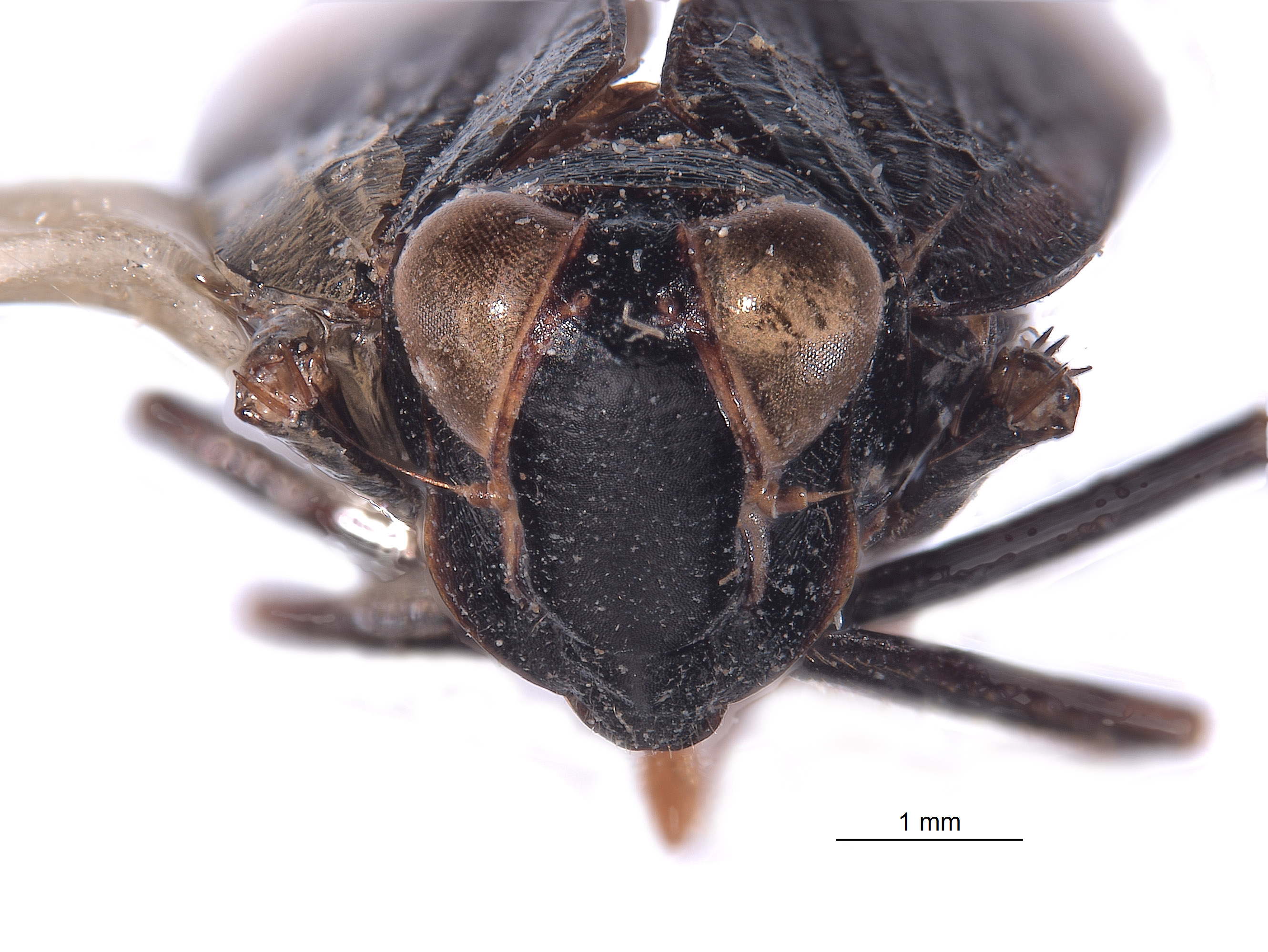 Brevolidia aequalis image