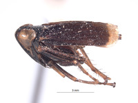 Brevolidia aequalis image