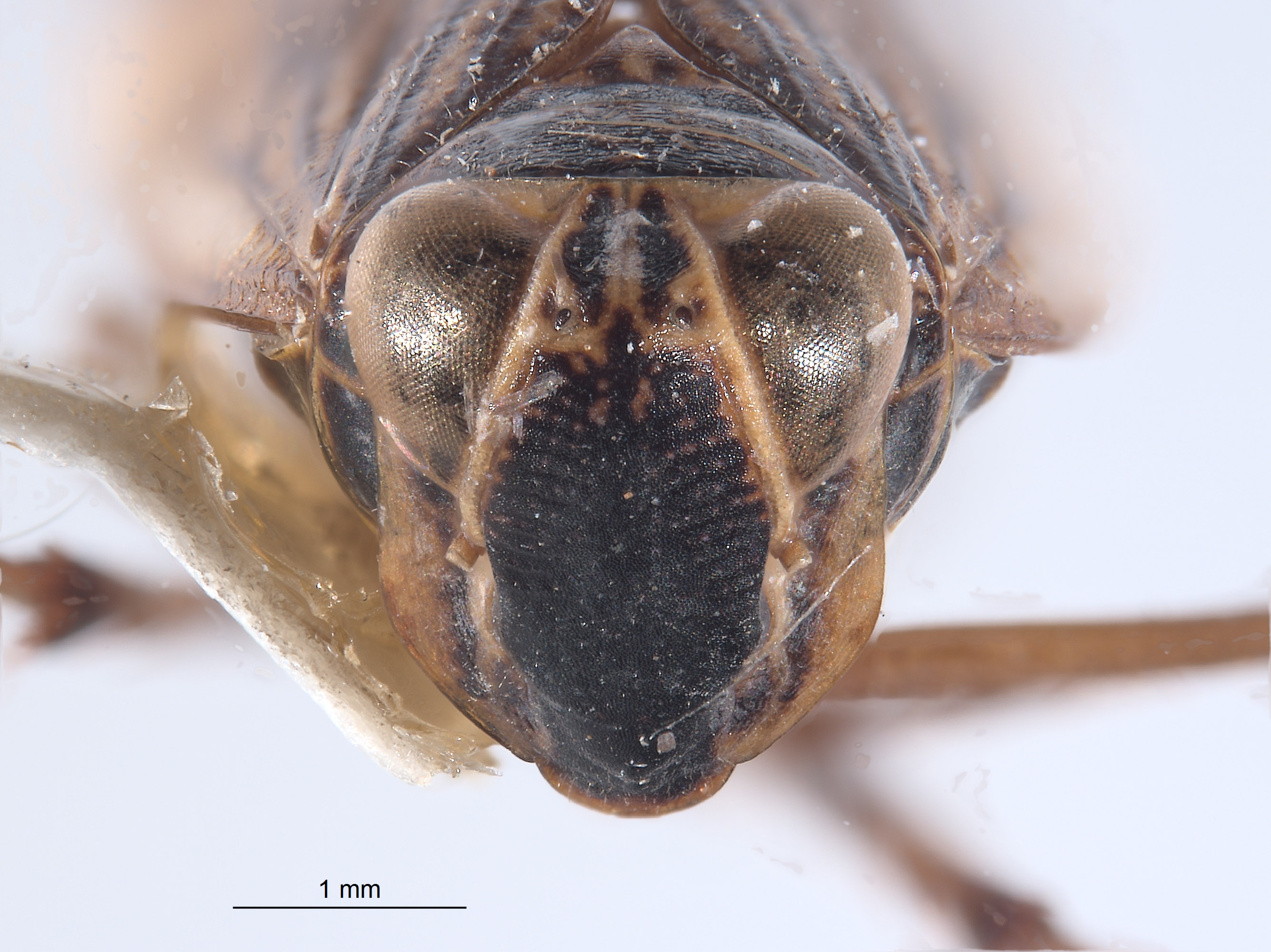 Brevolidia globosa image