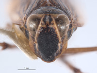 Brevolidia globosa image