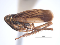 Brevolidia globosa image