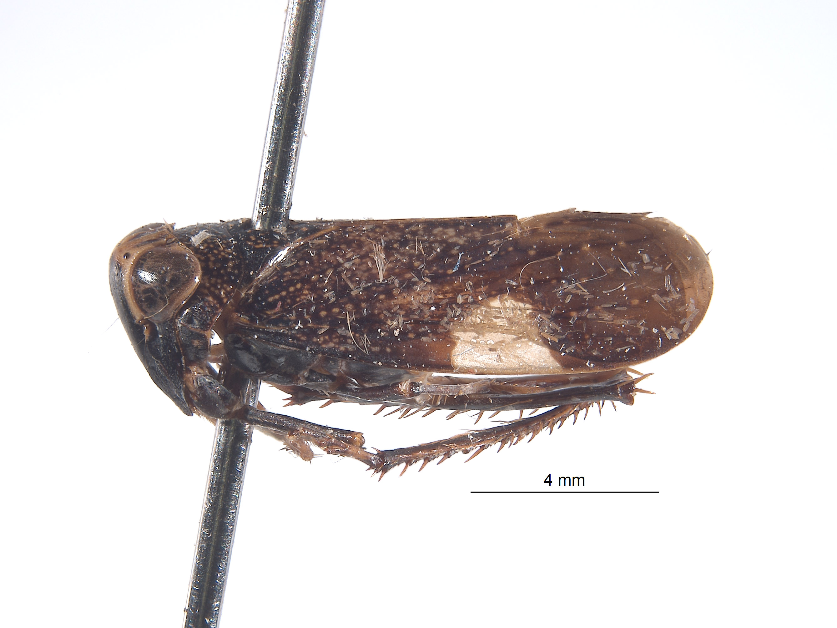 Calodia multispinata image