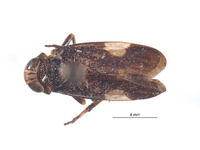 Image of Calodia multispinata