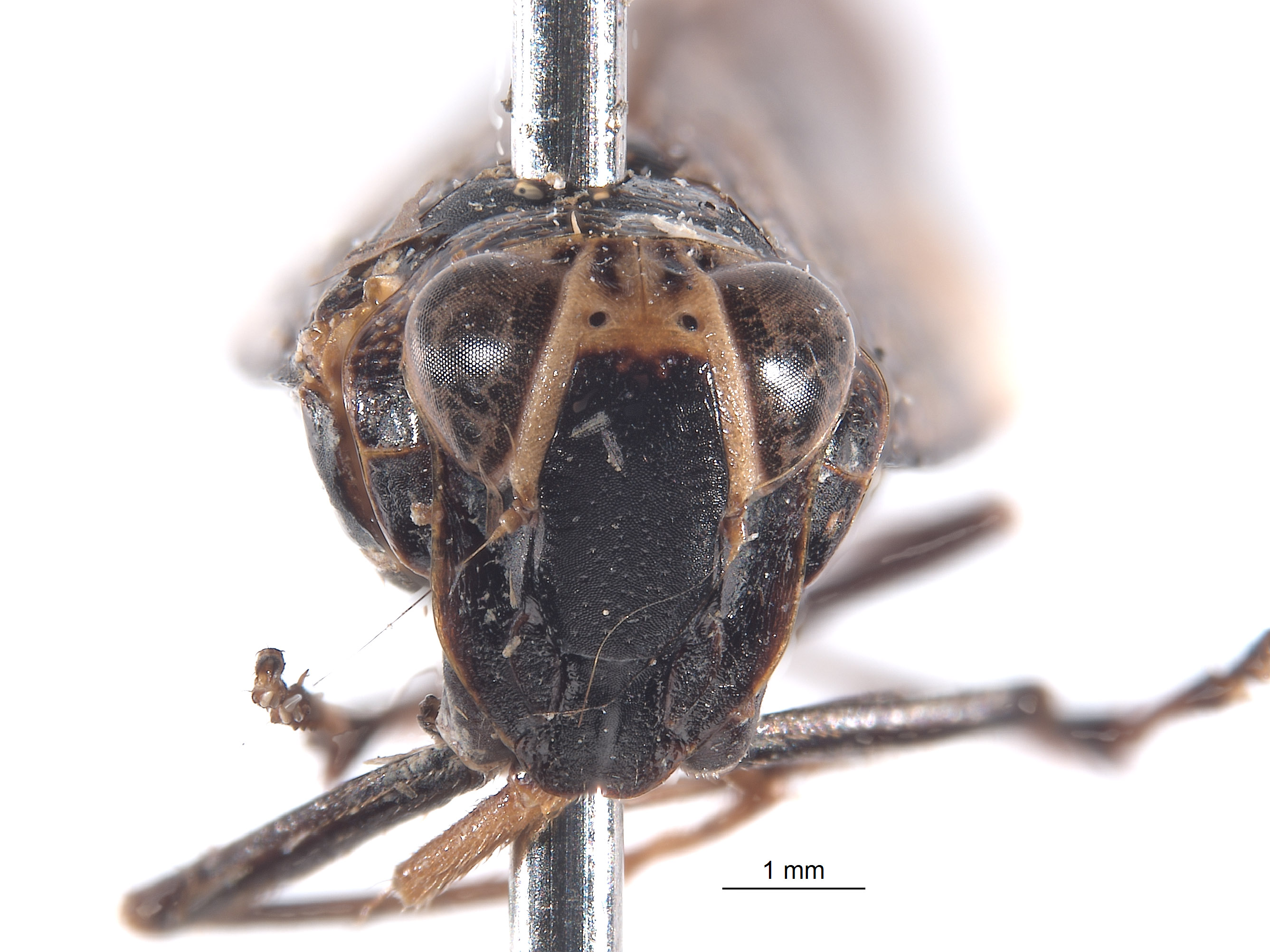 Calodia multispinata image