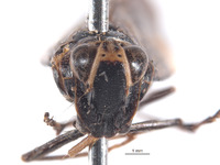 Calodia multispinata image