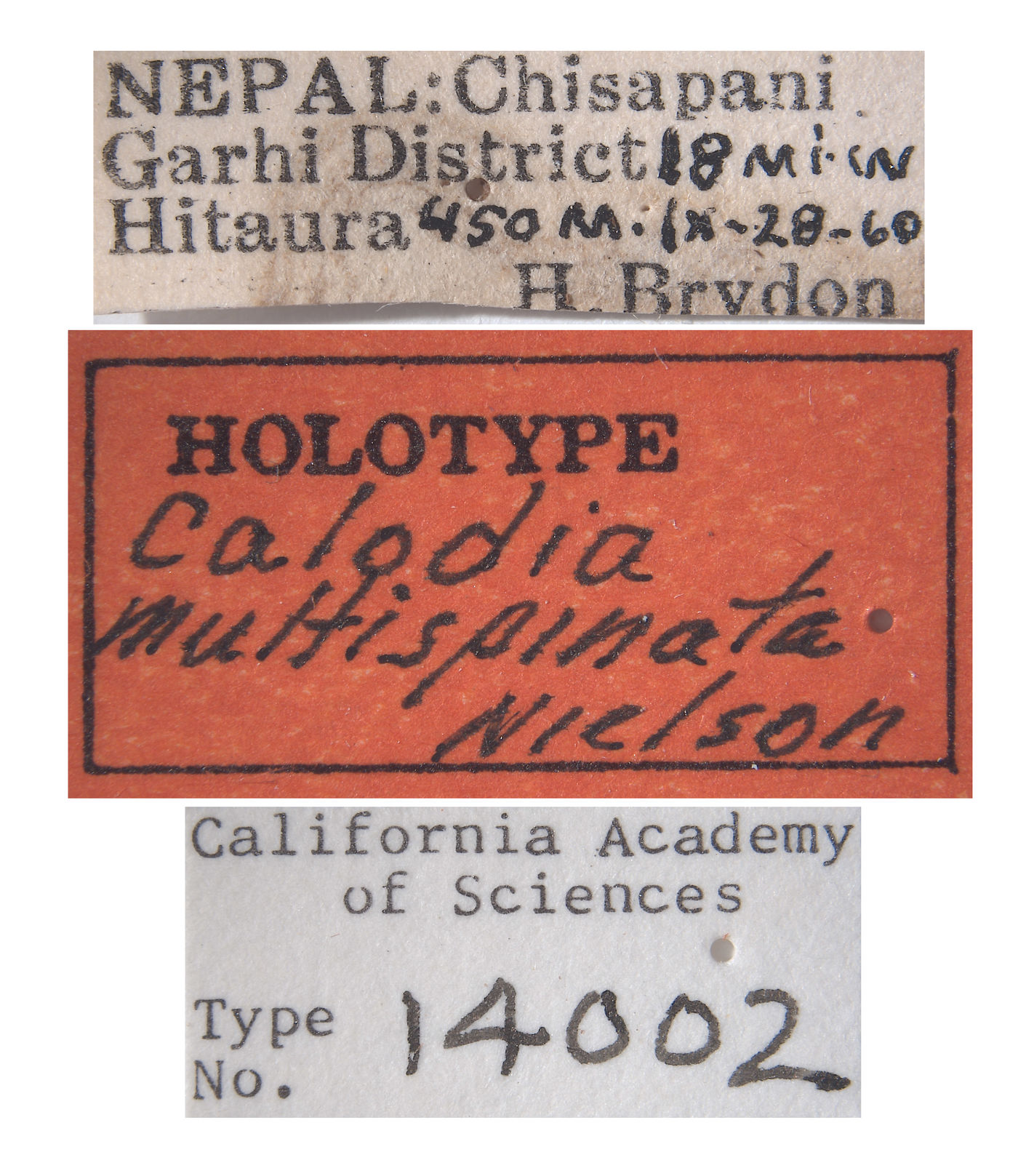 Calodia multispinata image