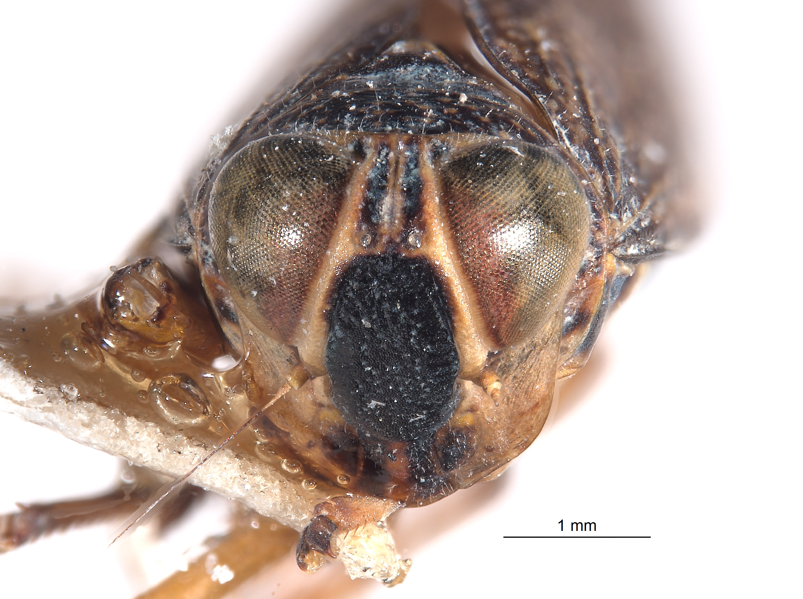 Calodia spinocava image