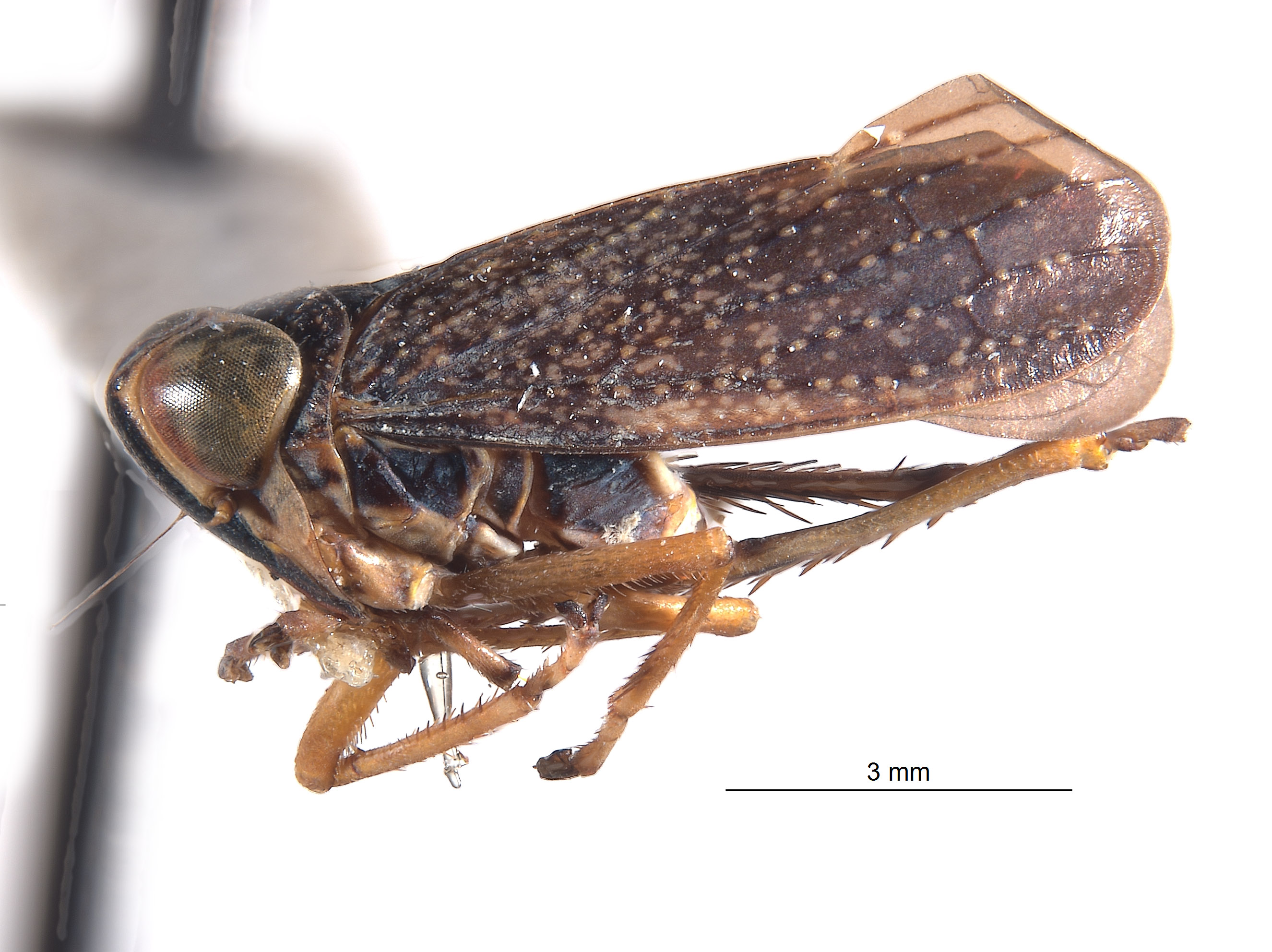 Calodia spinocava image