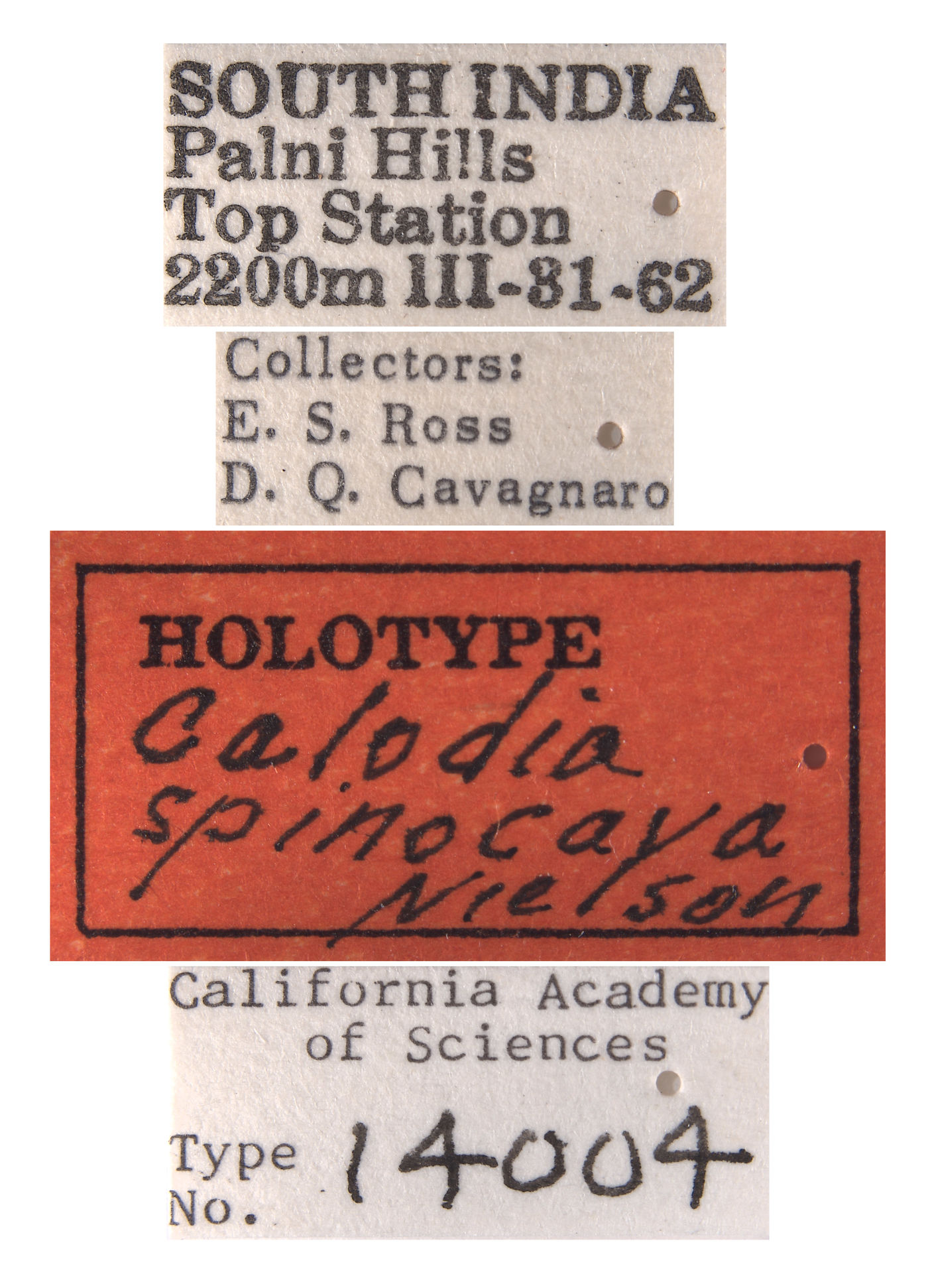 Calodia spinocava image