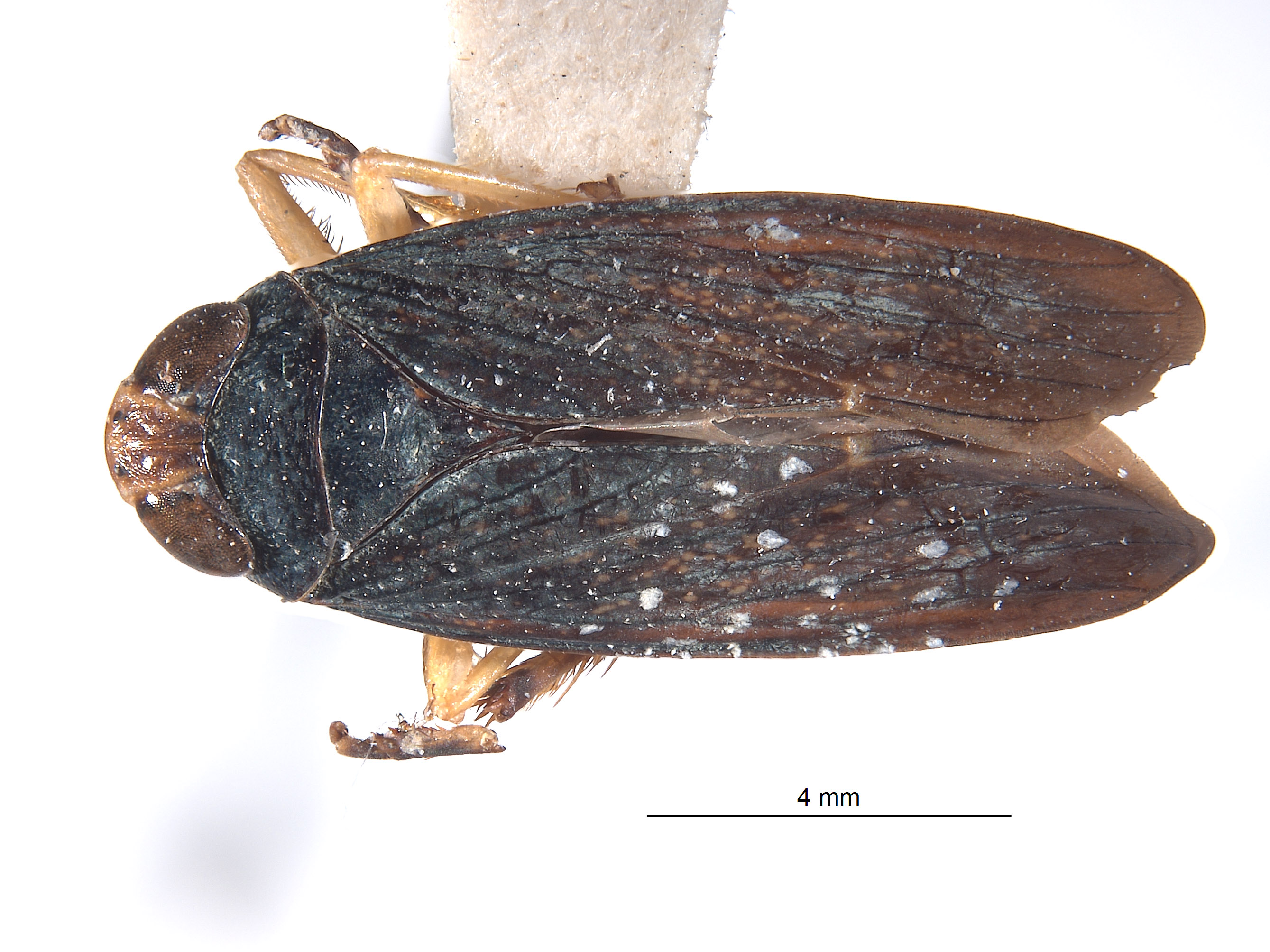 Calodia trispinata image