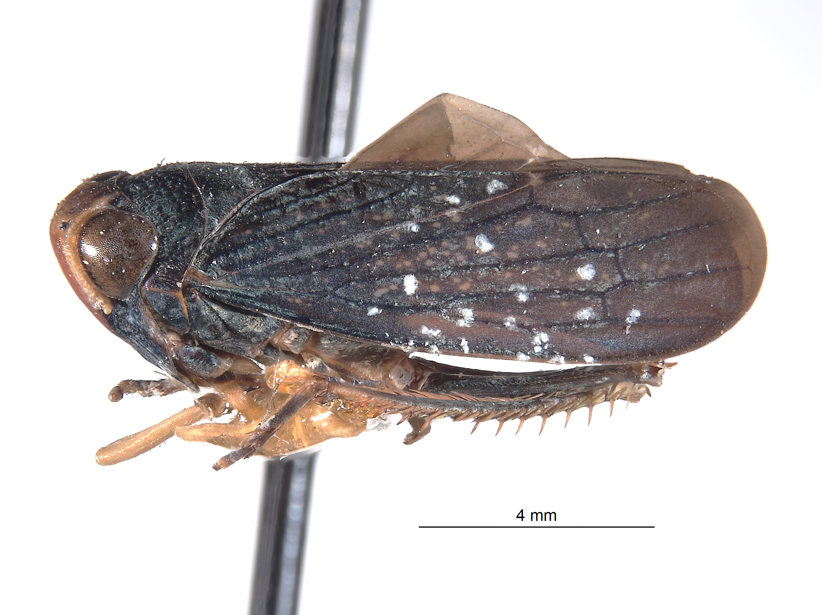 Calodia trispinata image