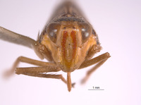 Crinorus projectus image