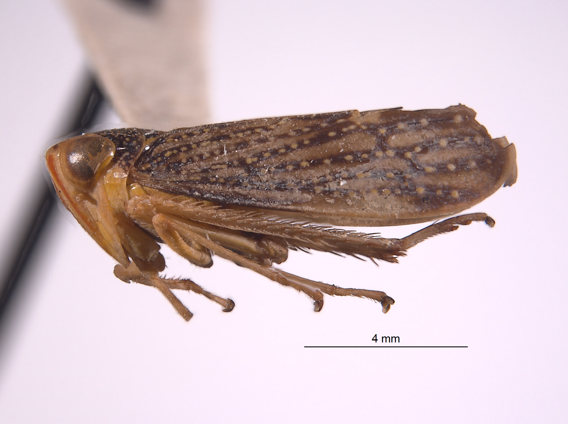 Crinorus projectus image