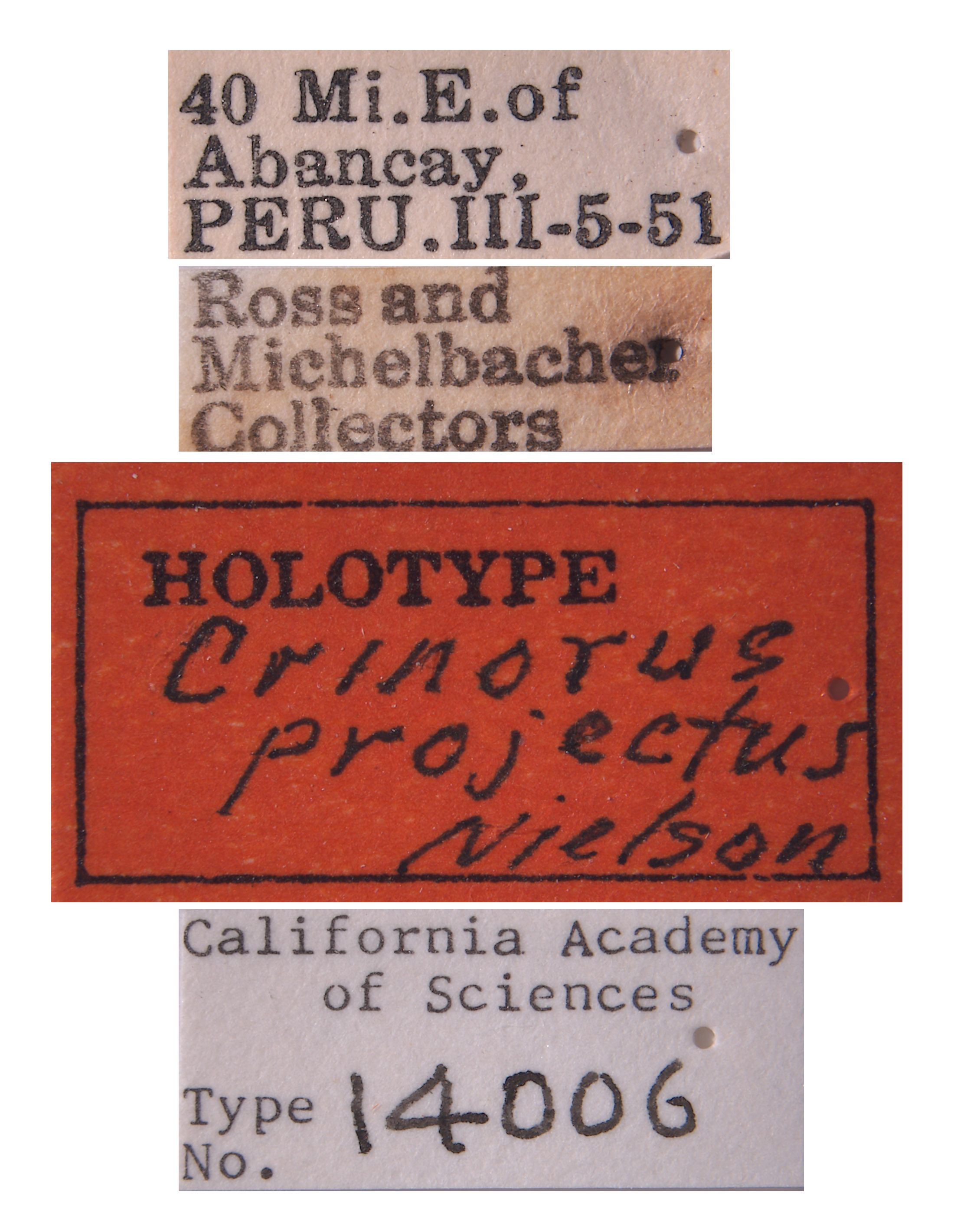 Crinorus projectus image