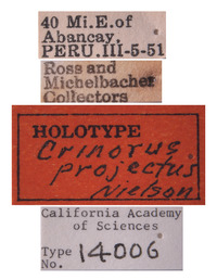 Crinorus projectus image