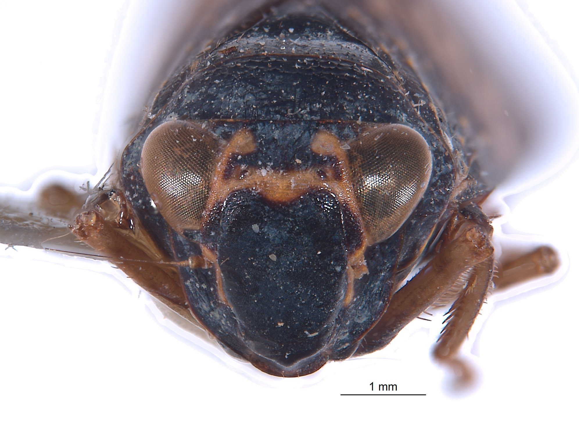 Lodia pectinata image