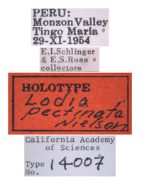 Lodia pectinata image